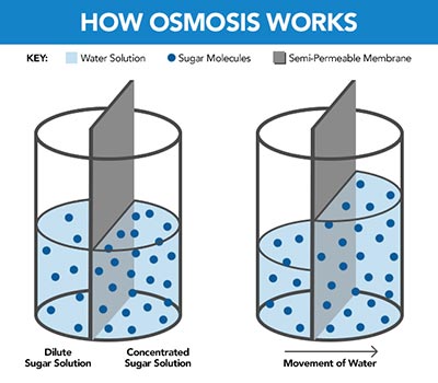how osmosis works