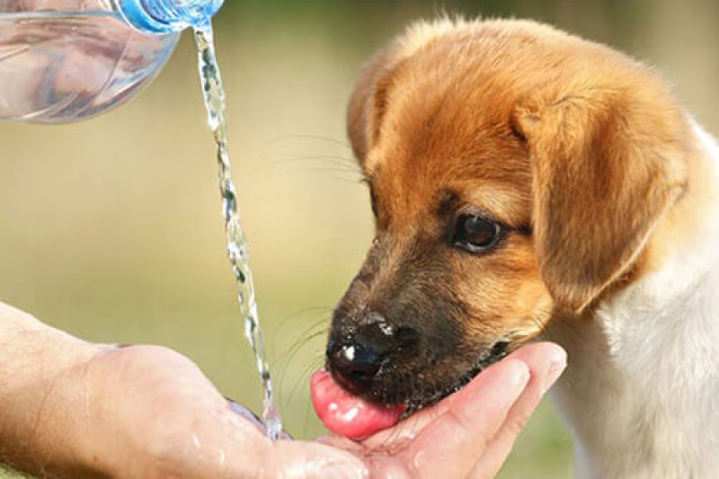 3 Hot Weather Tips To Keep Your Dog Safe This Summer Culligan